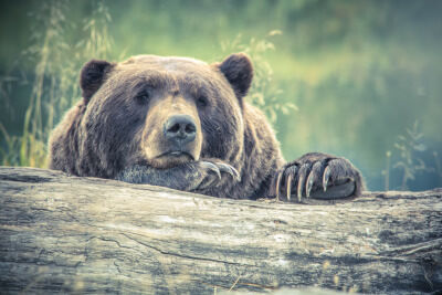 Bear looking on wistfully